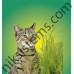 Котешка трева - 100гр. - KERBL